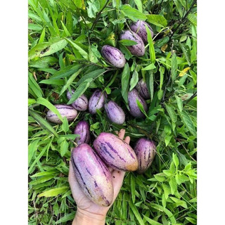 Chậu dưa pepino vàng và tím cây cứng cáp dễ trồng nhanh thu hoạch