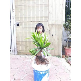 Cây phát tài nhiều nhánh thấp để bàn