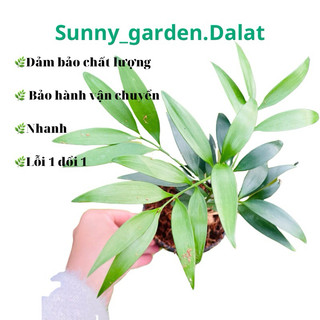 Chậu cứng kim giao, khoẻ đẹp đang phát triển tốt