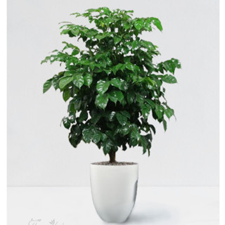 Chậu cây hạnh phúc cao 80cm-1m trang trí sân vườn phòng làm việc mang đến may mắn hạnh phúc