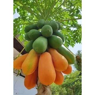 Com bo 10 cây đu đủ ruột đỏ giống nhật siêu trái
