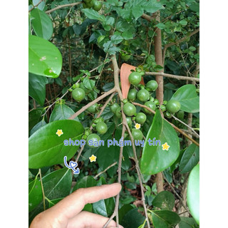 Cây hồng đá (gốc ngẫu nhiên đang nhú mầm hoặc có lá)
