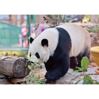 Sách Gấu trúc Manh Lan - AMAK