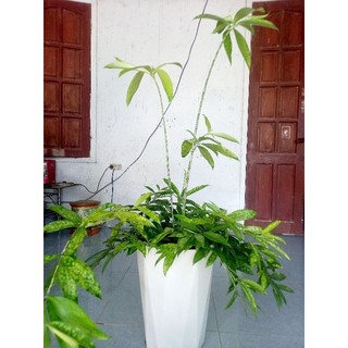 Cây trúc nữ hoàng, cây sống trường Thọ cây gửi hình 2