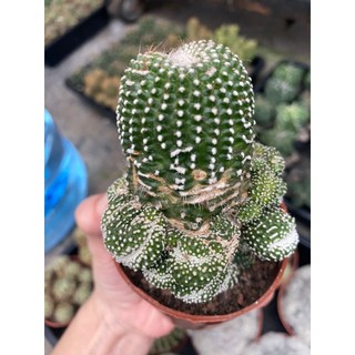 Xương Rồng Noto Crest - ảnh thật tại vườn