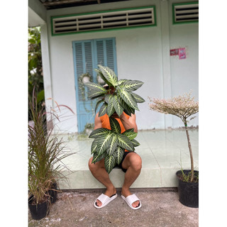Alocasia lindenii thuộc họ môn nên dễ lắm, 4 thân