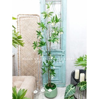 Cây hoa thủy trúc - cây hoa chuông cao cấp decor không gian xanh