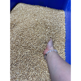 Hạt Lúa mỳ 1kg - giống cỏ lúa mỳ Úc - cỏ Mèo ( Đổi trả khi hạt k lên mầm )