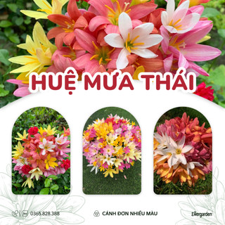 Củ hoa huệ mưa Thái cánh đơn siêu thơm - Củ mẹ size hoa đang ủ nụ - Dễ chăm sóc
