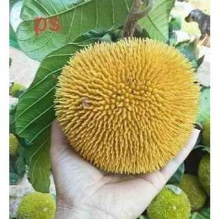  Cây giống mít mini ẤN ĐỘ siêu trái 