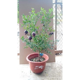 CÂY  GIỐNG  LỰU ĐEN ( LỰU TÍM) ẤN ĐỘ
