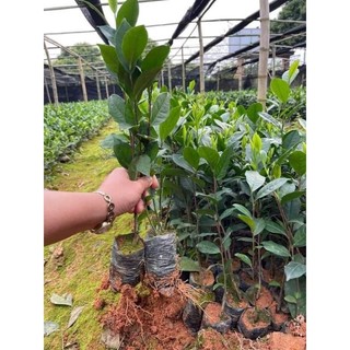 cây Chè Xanh giống [COMBO 4 cây] -cây giống xanh