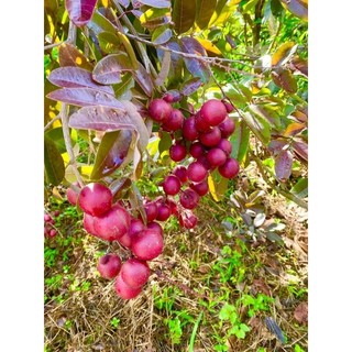 Cây nhãn long tím bầu to, cây đẹp