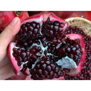 Cây giống lựu đen ấn độ
