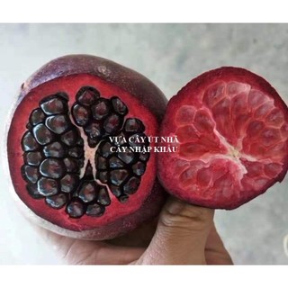 CÂY  GIỐNG  LỰU ĐEN ( LỰU TÍM) ẤN ĐỘ