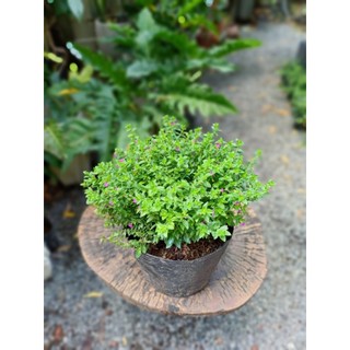 Cây cẩm tú mai chậu lớn (chỉ giao hỏa tốc HCM)