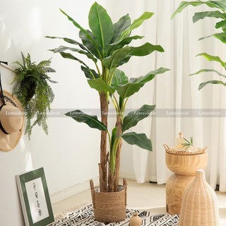 Cây chuối cảnh giả - Cây chuối quê cao 150cm- 200cm (ảnh và video cụ thể)