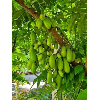 Cây khế tàu khế ta xưa siêu quả