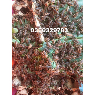 Một ổ giống dế mèn thái vàng