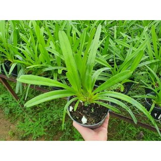 HOA LAN KIẾM XANH HUẾ