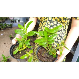 PHI Điệp Lùn Mắt đỏ.