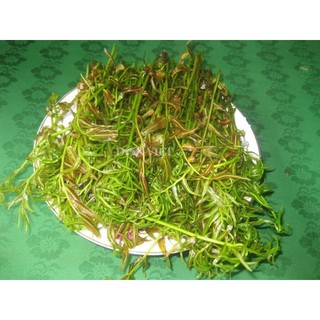 5 giống cây rau choại, cây ráng để hòn non bộ, hồ cá ( vị như đọt chạy)