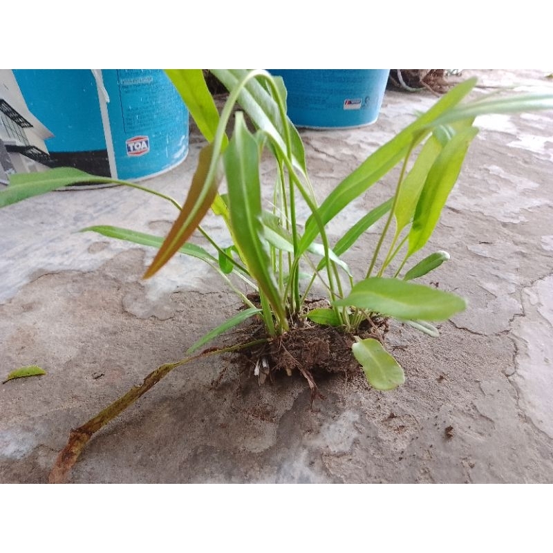 5 giống cây rau choại, cây ráng để hòn non bộ, hồ cá ( vị như đọt chạy)