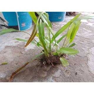 5 giống cây rau choại