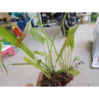 5 giống cây rau choại, cây ráng để hòn non bộ, hồ cá ( vị như đọt chạy)