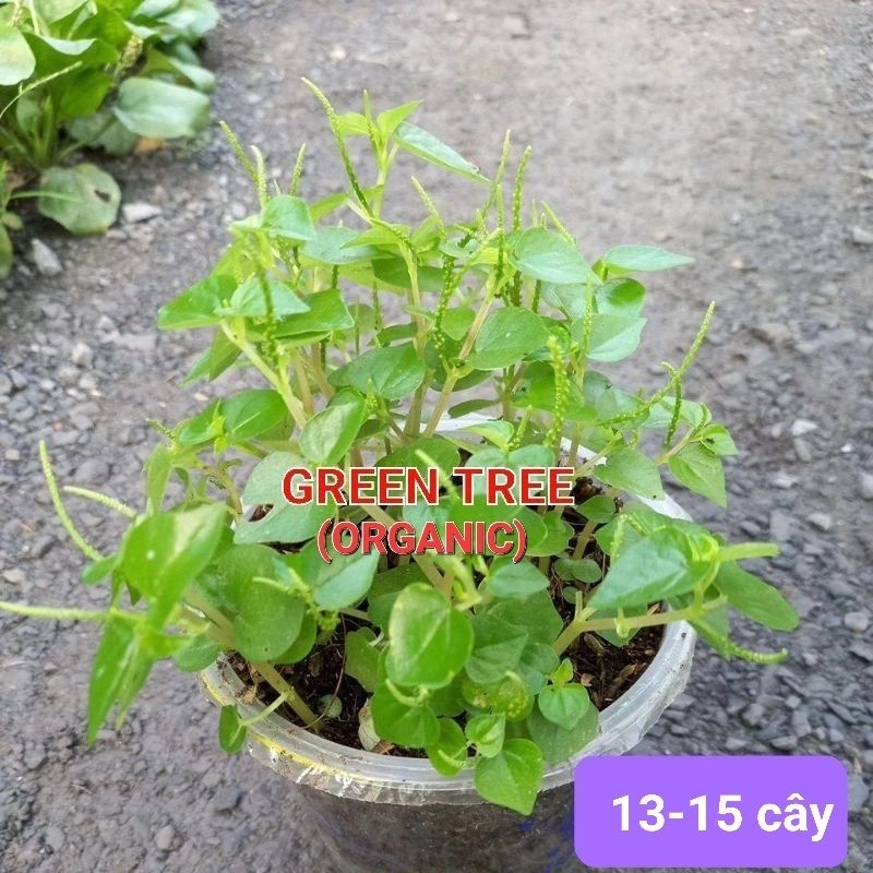 Cây giống rau càng cua