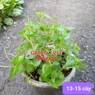 Cây giống rau càng cua