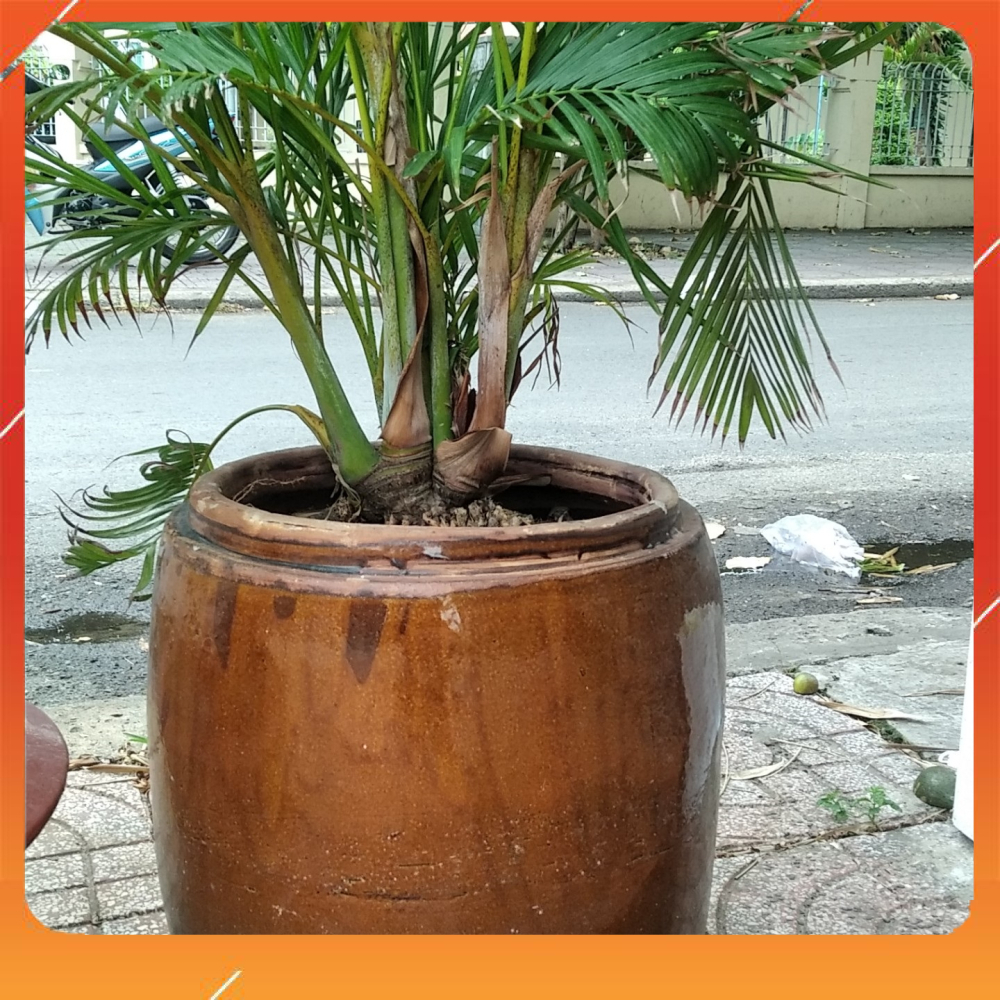 Lu chậu trồng cây sen nuôi cá, châu trồng sen, nuôi cá