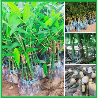 Cây giống măng tre bát độ, măng tre cao sản giâm cành