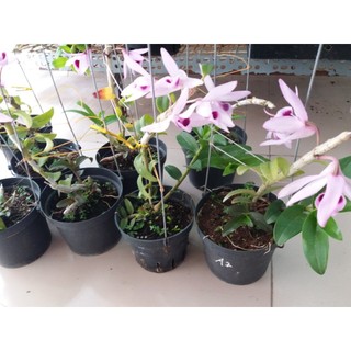 Phi điệp bệt Núi Chúa bộ 2 cốc giống
