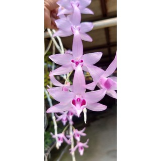 Phi Điệp Hồng NGỌC