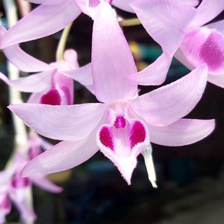 Phi Điệp Hồng NGỌC