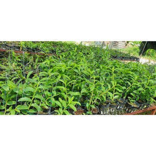 Phi Điệp Hồng NGỌC