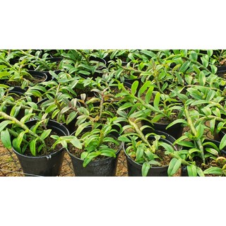 Phi Điệp Hồng NGỌC