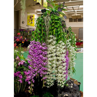 Hawai Tím trắng giống chậu 1 thân trưởng thành