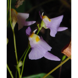 Cây bắt mồi cỏ giấy Utricularia Warburgii