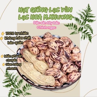 Hạt giống lạc hoa mèo , lạc vằn , lạc giống