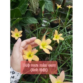 Cây Ngải nàng mơn màu cam (Huệ mưa, tóc tiên)