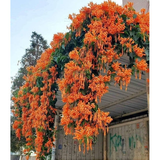 Cây hoa đăng tiêu-Lan tiêu (ảnh thật)