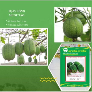 Hạt giống mướp táo ngọt Đài Loan (mướp mỹ nhân)-LV