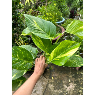 combo 5 dây trầu bà lá siêu to (trầu ông vàng)