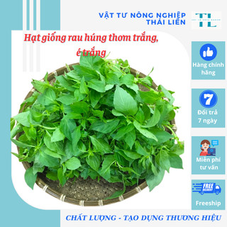 Hạt giống rau húng thơm trắng - é trắng - rau lá é - thuận điền