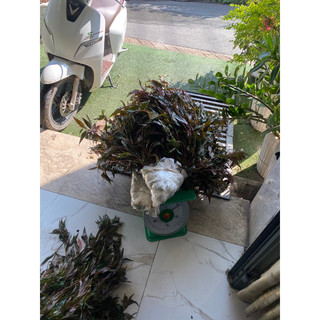 cây dòi tươi thân tím 3kg