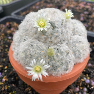 Xương rồng mammi plumosa
