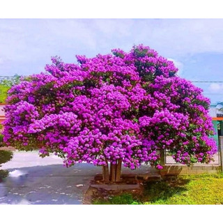 Chậu mềm bằng lăng tím Thái - hoa đẹp lâu tàn