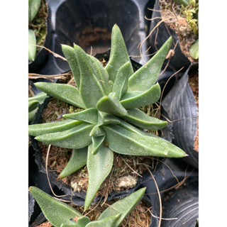 cây sen đá cỏ ngọc sừng trơn cỏ ngọc mỹ_🌱hàng sẵn